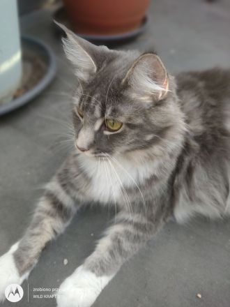 Gesundes Maine-Coon-Junge aus seriöser Zucht