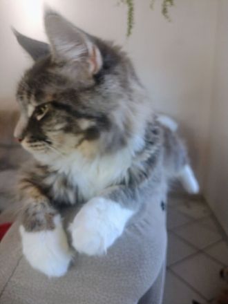 Gesundes Maine-Coon-Junge aus seriöser Zucht