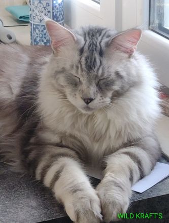 Gesundes Maine-Coon-Junge aus seriöser Zucht