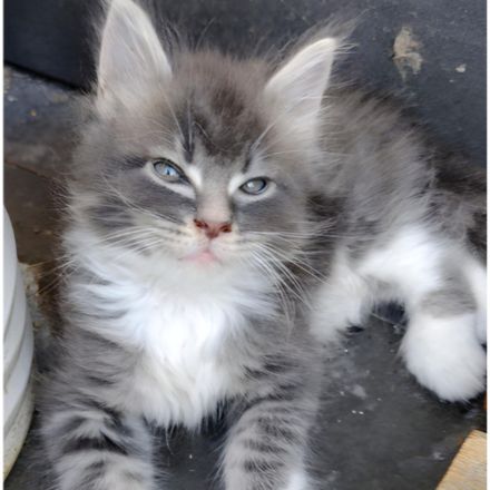 Gesundes Maine-Coon-Junge aus seriöser Zucht