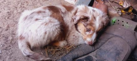 Australian Shepherd Welpen