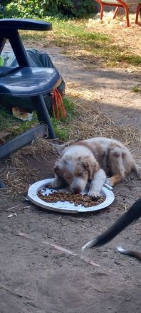 Australian Shepherd Welpen