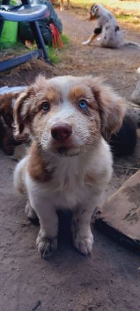 Australian Shepherd Welpen