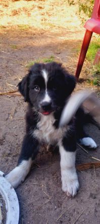 Australian Shepherd Welpen