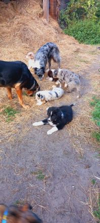 Australian Shepherd Welpen