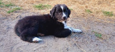 Australian Shepherd Welpen
