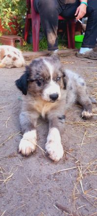 Australian Shepherd Welpen