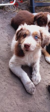 Australian Shepherd Welpen