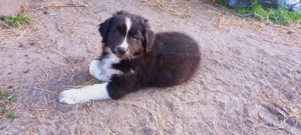 Australian Shepherd Welpen