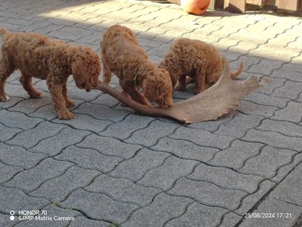 Großpudel / Königspudel Welpen