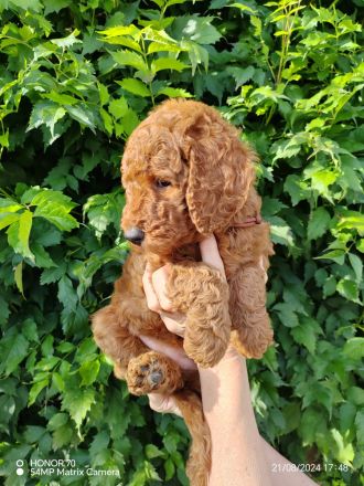 Großpudel / Königspudel Welpen