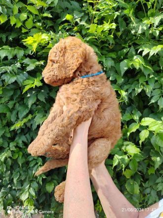 Großpudel / Königspudel Welpen