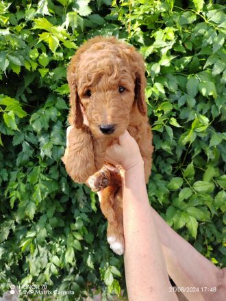 Großpudel / Königspudel Welpen