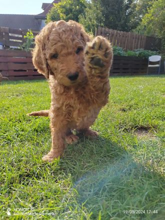 Großpudel / Königspudel Welpen