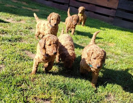 Großpudel / Königspudel Welpen