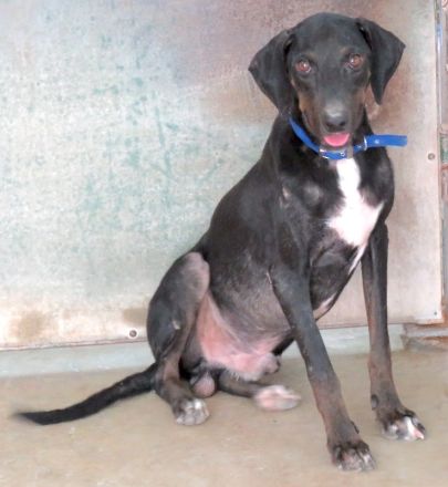 River,  männlicher Hound-Mix