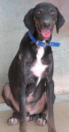 River,  männlicher Hound-Mix