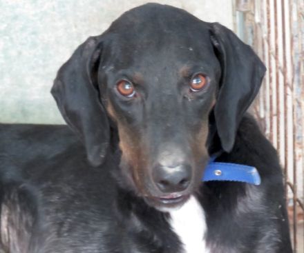 River,  männlicher Hound-Mix