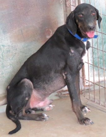 River,  männlicher Hound-Mix