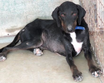 River,  männlicher Hound-Mix