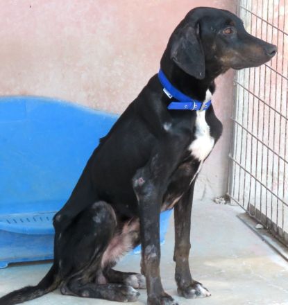 River,  männlicher Hound-Mix