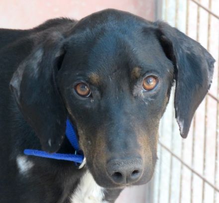 River,  männlicher Hound-Mix