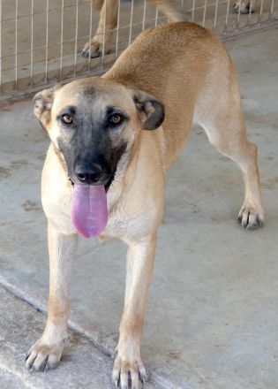 Cookie 4 (frei), Hob Nob (frei) und Custard (vermittelt) Schäferhund Mischlinge