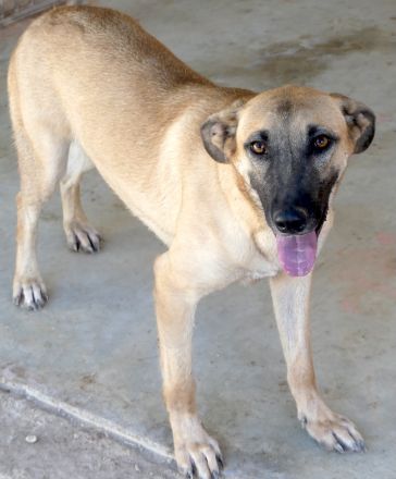 Cookie 4 (frei), Hob Nob (frei) und Custard (vermittelt) Schäferhund Mischlinge