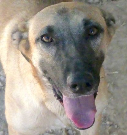 Cookie 4 (frei), Hob Nob (frei) und Custard (vermittelt) Schäferhund Mischlinge