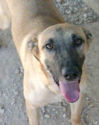 Cookie 4 (frei), Hob Nob (frei) und Custard (vermittelt) Schäferhund Mischlinge