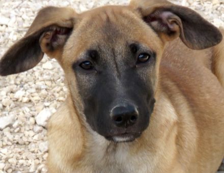 Cookie 4 (frei), Hob Nob (frei) und Custard (vermittelt) Schäferhund Mischlinge