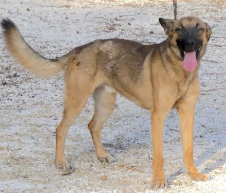 Cookie 4 (frei), Hob Nob (frei) und Custard (vermittelt) Schäferhund Mischlinge