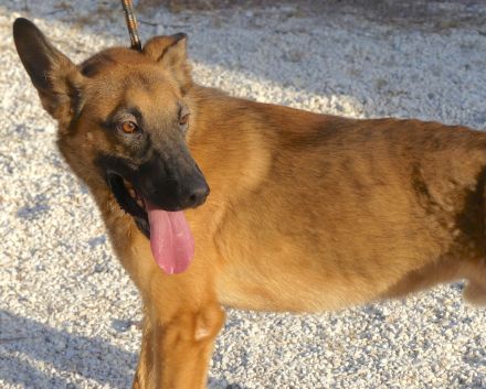 Cookie 4 (frei), Hob Nob (frei) und Custard (vermittelt) Schäferhund Mischlinge