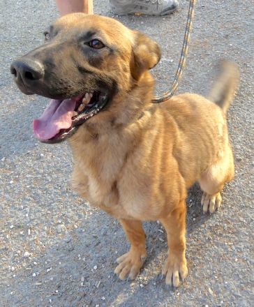 Cookie 4 (frei), Hob Nob (frei) und Custard (vermittelt) Schäferhund Mischlinge