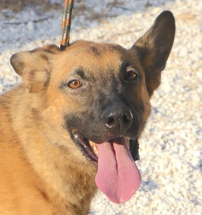 Cookie 4 (frei), Hob Nob (frei) und Custard (vermittelt) Schäferhund Mischlinge