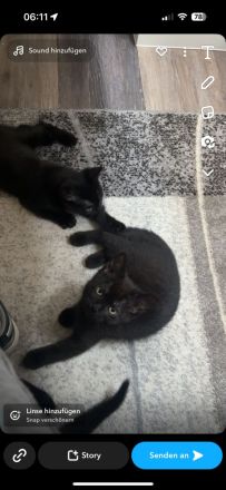 2 Misch britisch kurzhaar Katzen