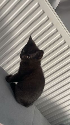 2 Misch britisch kurzhaar Katzen