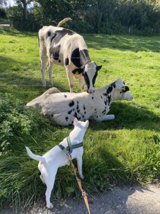 Miniature Bullterrier