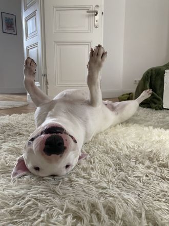 Miniature Bullterrier