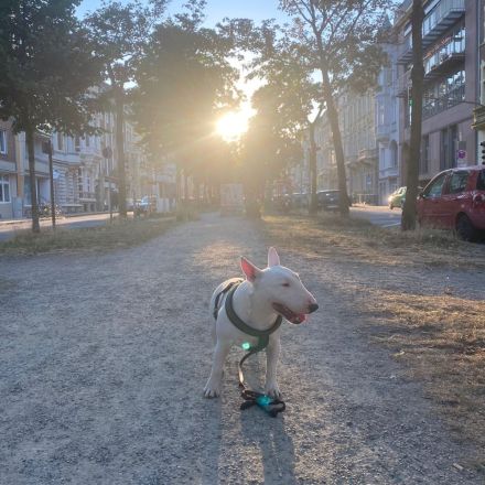 Miniature Bullterrier