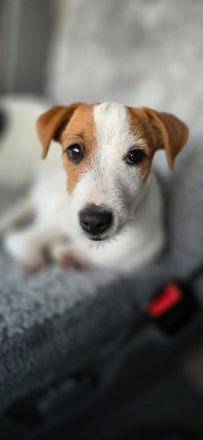 Jack Russel Terrier Welpen