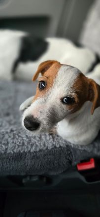 Jack Russel Terrier Welpen