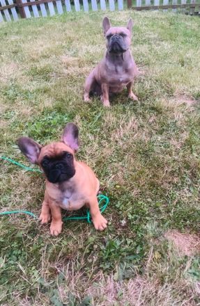 Französische Bulldoggen Welpen