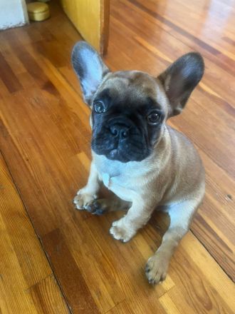 Französische Bulldoggen Welpen