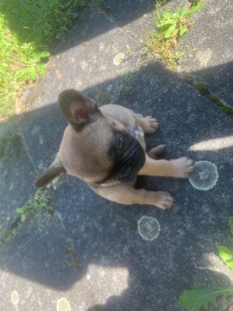 Französische Bulldoggen Welpen