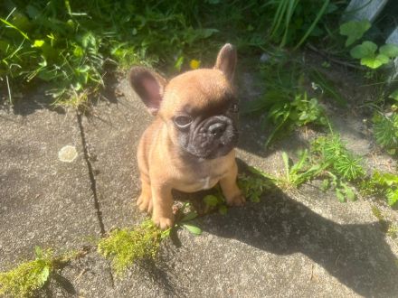 Französische Bulldoggen Welpen