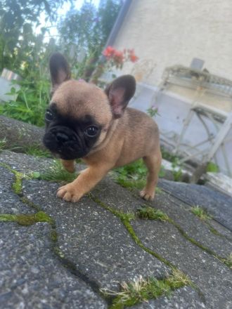 Französische Bulldoggen Welpen