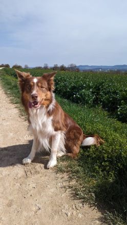 Border Collie Deckrüde