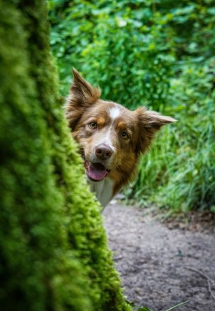 Border Collie Deckrüde