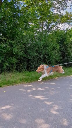 Border Collie Deckrüde